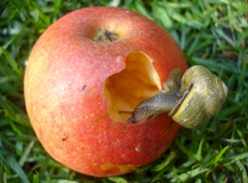 Apple can't get its modem chips to go