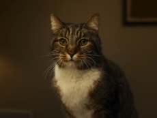 Apple flogs recycled Pixel feature with moody cat ad