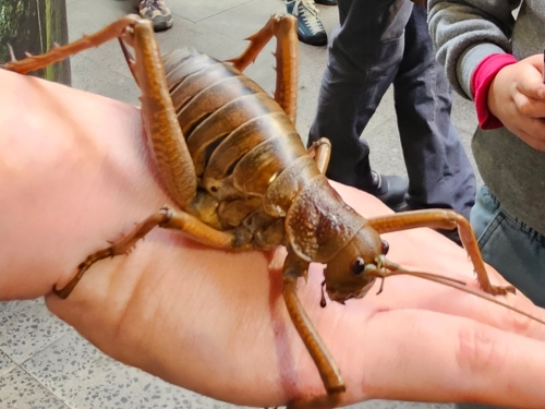 Nvidia's RTX 5090 and RTX Pro 6000 hit with nasty bug