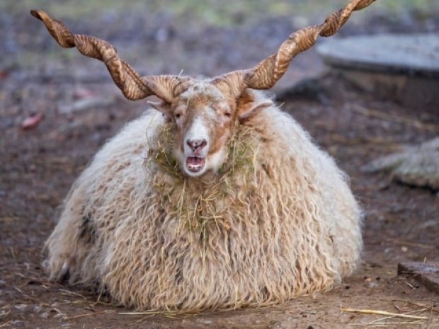 Chinese DRAM shift drives RAM price explosion